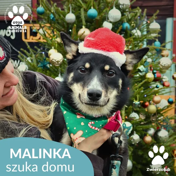 Znaleziono psa, Dąbrówka, 23 grudnia 2025 (1/4)