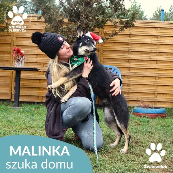 Znaleziono psa, Dąbrówka, 23 grudnia 2025 (4/4)