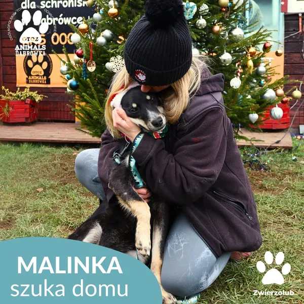Znaleziono psa, Dąbrówka, 23 grudnia 2025 (3/4)