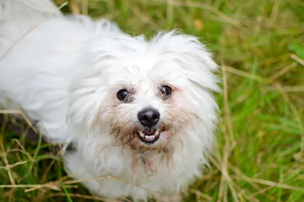 Znaleziono psa, Sosnowiec, 17 lipca 2024 (1/4)