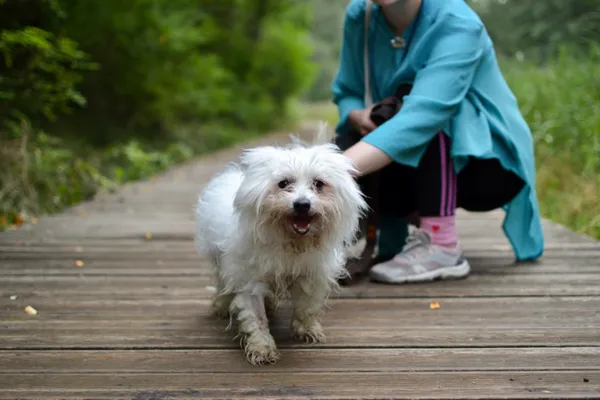 Znaleziono psa, Sosnowiec, 17 lipca 2024 (2/4)