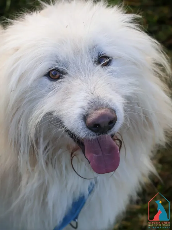 Pies do adopcji, Grudziądz, 22 czerwca 2024 (1/5)