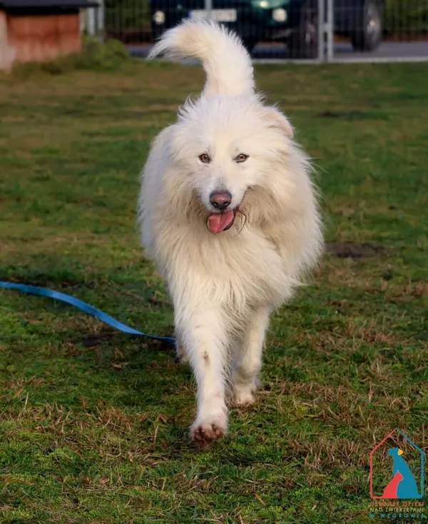 Pies do adopcji, Grudziądz, 22 czerwca 2024 (2/5)