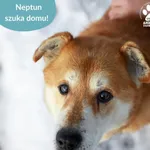 Znaleziono psa