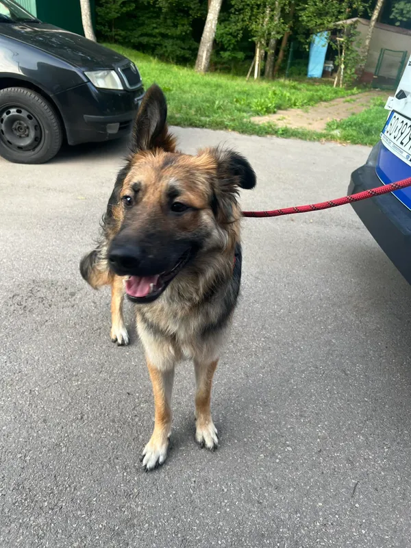 Znaleziono psa, Sosnowiec, 15 lipca 2024 (1/2)