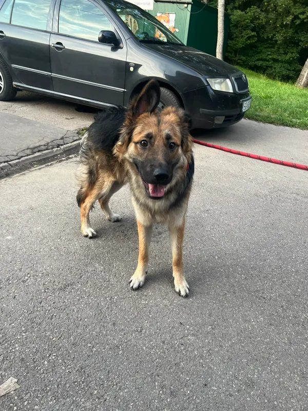 Znaleziono psa, Sosnowiec, 15 lipca 2024 (2/2)