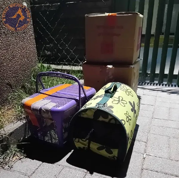 Znaleziono kota, Łódź, 27 lipca 2024 (1/5)