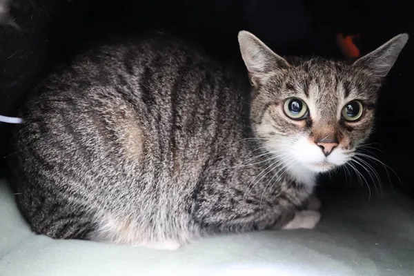 Znaleziono kota, Łódź, 27 lipca 2024 (2/5)