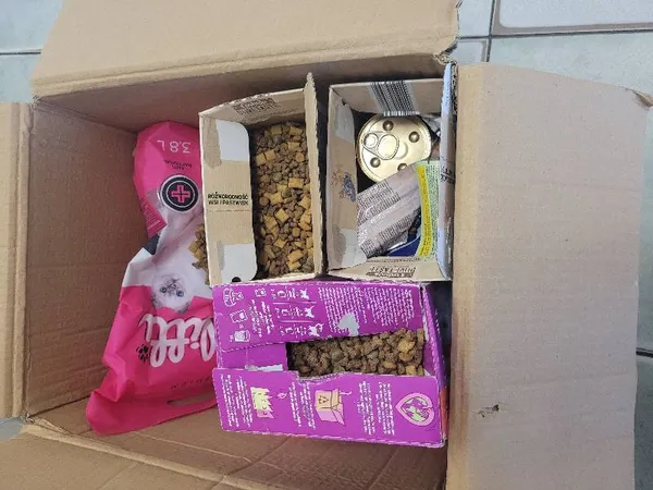 Znaleziono kota, Łódź, 27 lipca 2024 (3/5)