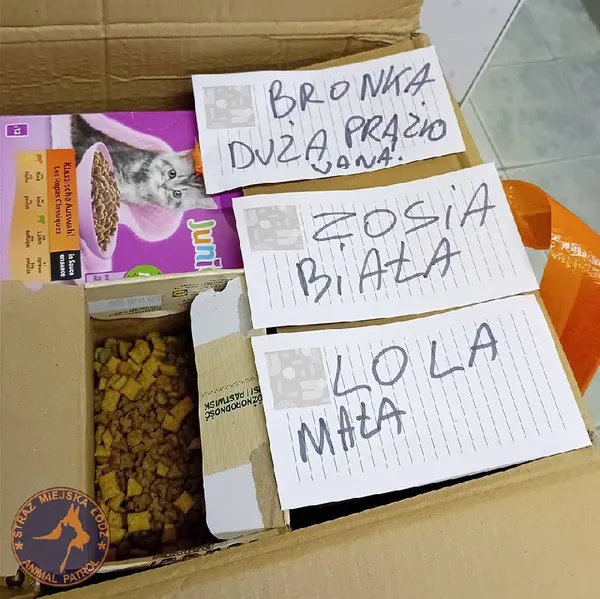 Znaleziono kota, Łódź, 27 lipca 2024 (4/5)