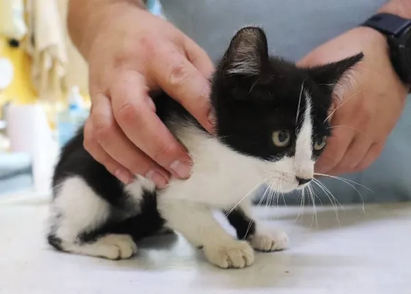 Znaleziono kota, Łódź, 27 lipca 2024 (1/3)