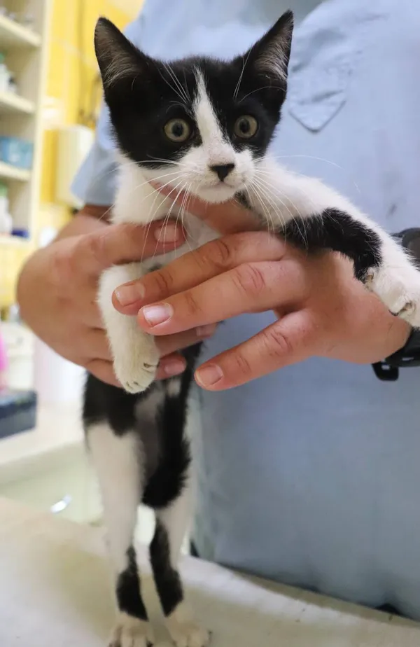 Znaleziono kota, Łódź, 27 lipca 2024 (2/3)