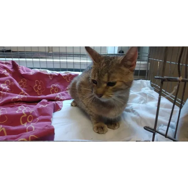 Znaleziono kota, Białystok, 27 lipca 2024