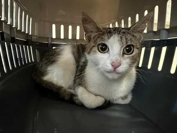 Znaleziono kota, Toruń, 26 lipca 2024