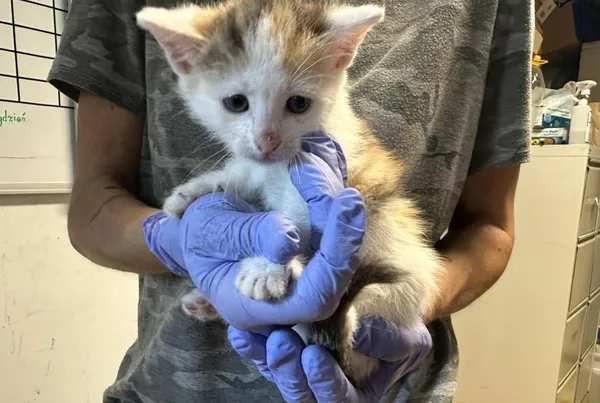 Znaleziono kota, Toruń, 26 lipca 2024