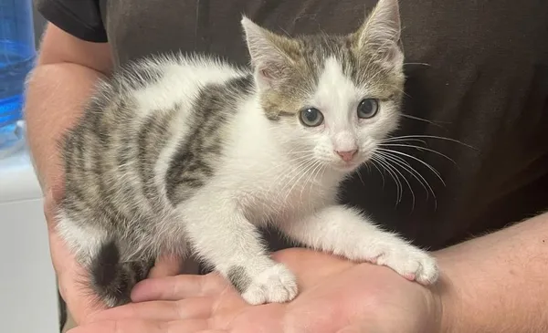 Znaleziono kota, Toruń, 25 lipca 2024