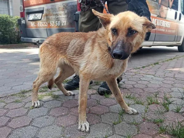 Znaleziono psa, Toruń, 26 lipca 2024