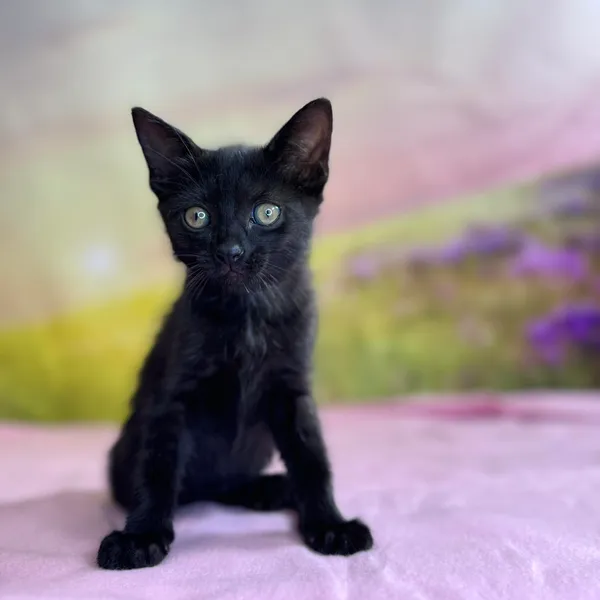 Kot do adopcji, Kielce, 27 lipca 2024