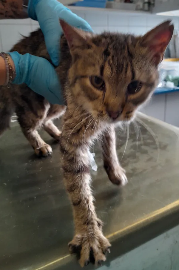 Znaleziono kota, Lublin, 28 lipca 2024