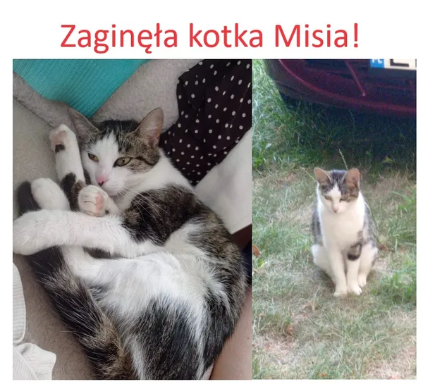 Zaginął kot, Łódź, 28 lipca 2024