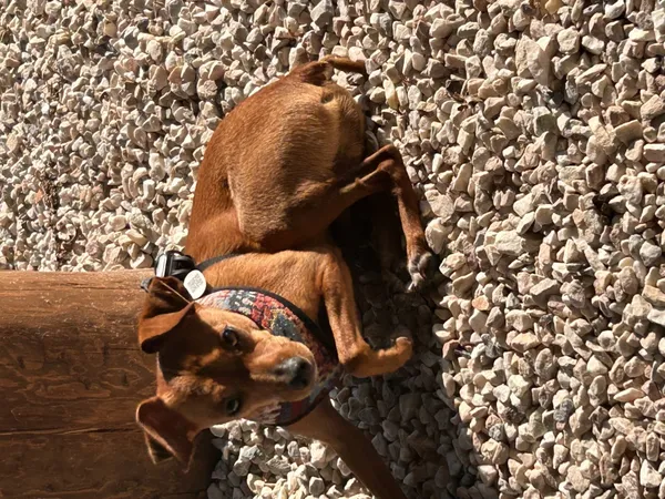 Zaginął pies, Łódź, 28 lipca 2024