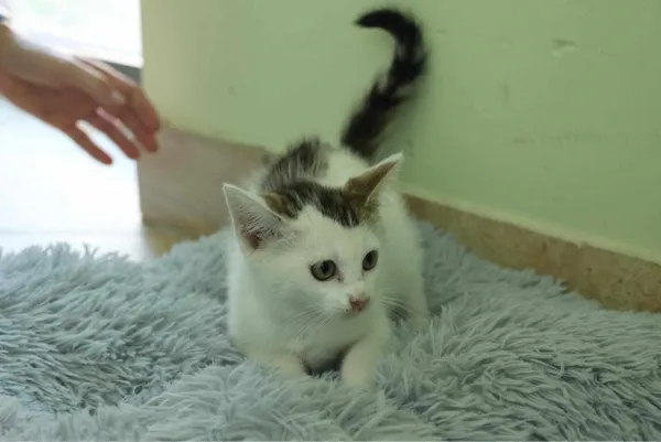 Kot do adopcji, Świdnica, 5 lipca 2024 (3/3)