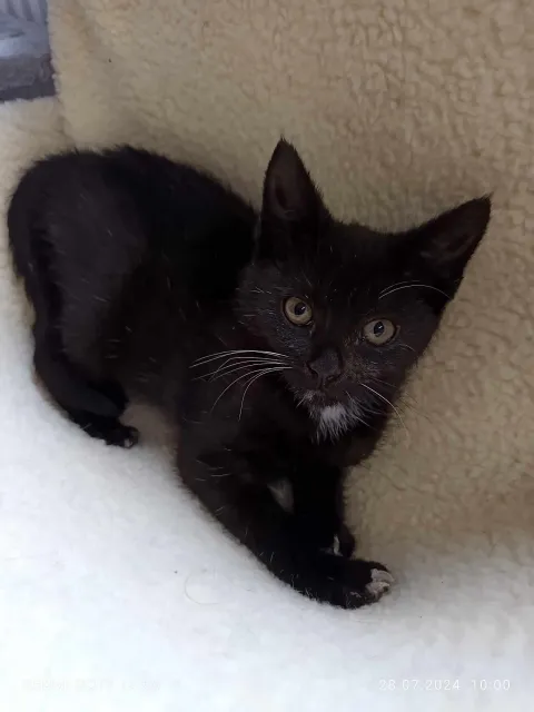 Kot do adopcji, Piła, 2 lipca 2024 (1/2)