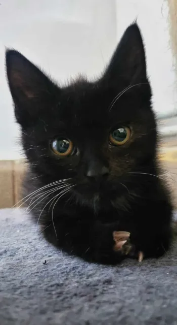 Kot do adopcji, Piła, 2 lipca 2024 (2/2)