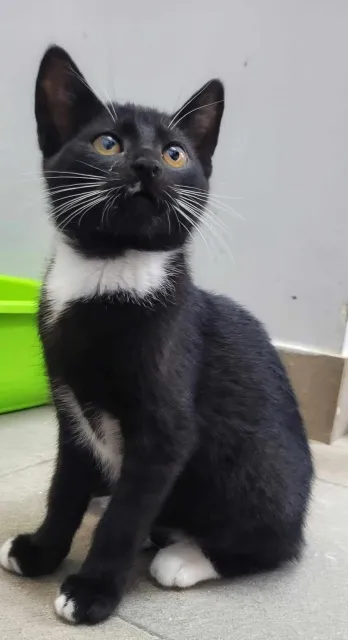 Kot do adopcji, Piła, 1 czerwca 2024 (1/3)