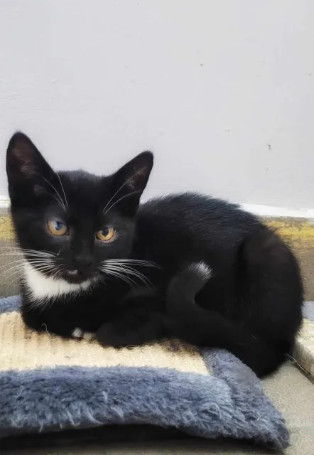 Kot do adopcji, Piła, 1 czerwca 2024 (2/3)