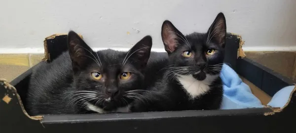 Kot do adopcji, Piła, 1 czerwca 2024 (3/3)