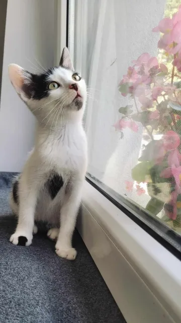 Kot do adopcji, Piła, 1 czerwca 2024 (1/2)