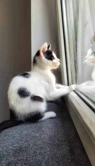 Kot do adopcji, Piła, 1 czerwca 2024 (2/2)