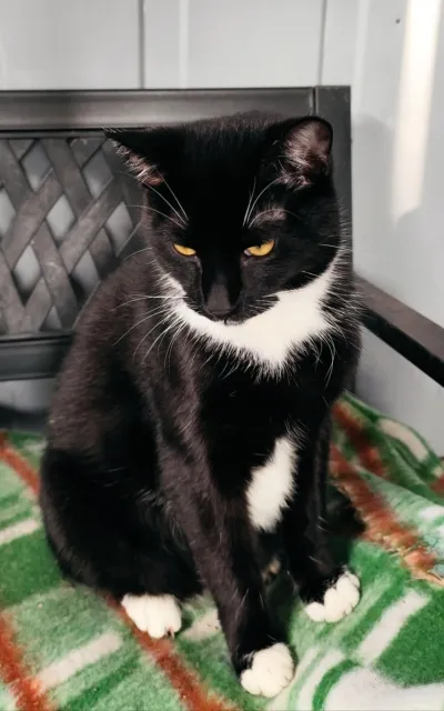 Kot do adopcji, Piła, 1 czerwca 2024 (3/3)