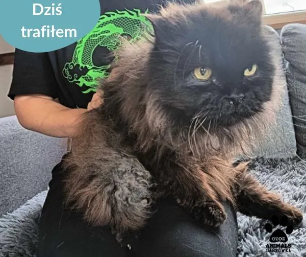 Znaleziono kota, Dąbrówka, 27 lipca 2024 (1/2)