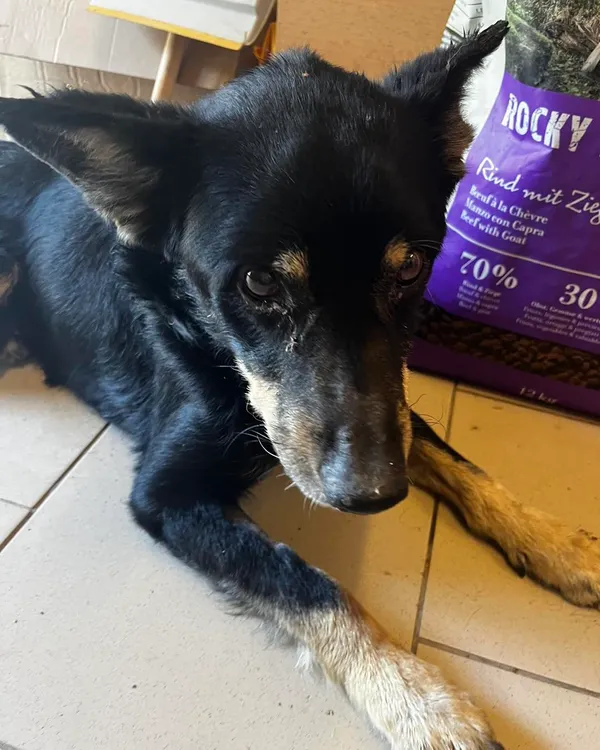 Pies do adopcji, Orzechowce, 29 lipca 2024 (3/5)