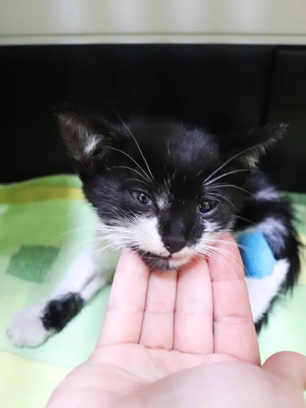 Znaleziono kota, Łódź, 29 lipca 2024 (1/2)