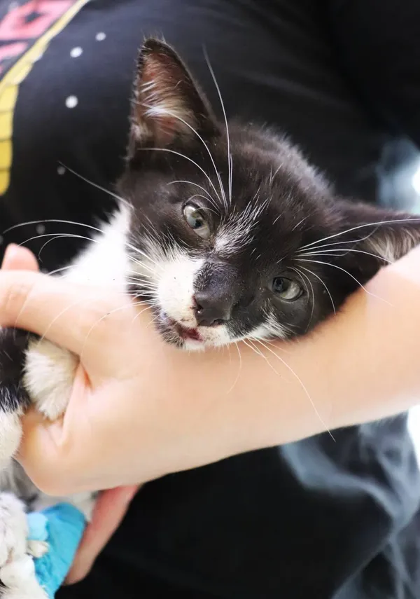 Znaleziono kota, Łódź, 29 lipca 2024 (2/2)