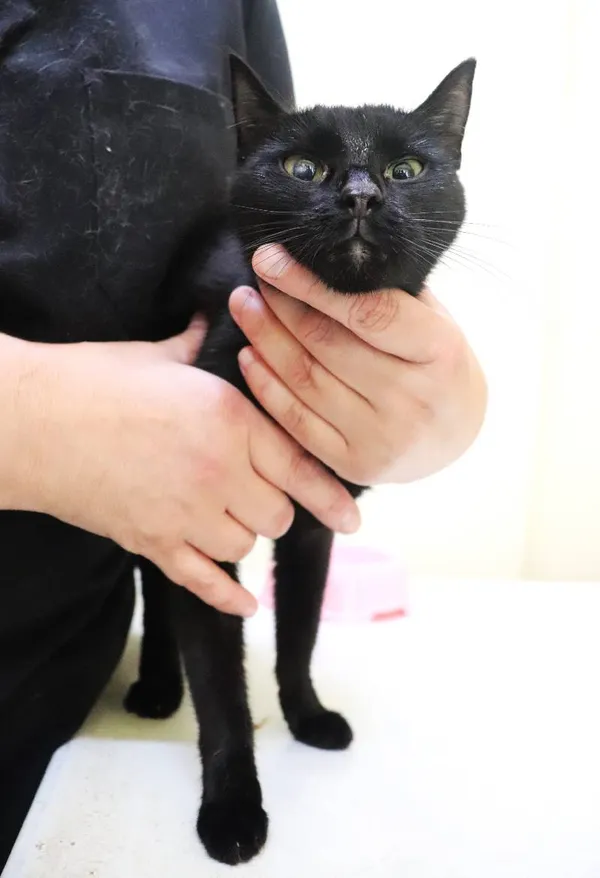 Znaleziono kota, Łódź, 29 lipca 2024 (1/2)