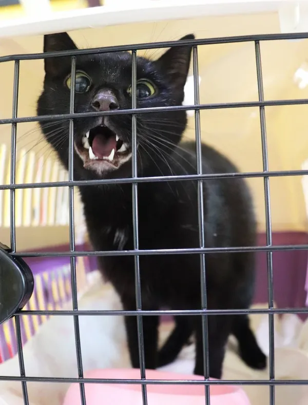 Znaleziono kota, Łódź, 29 lipca 2024 (2/2)