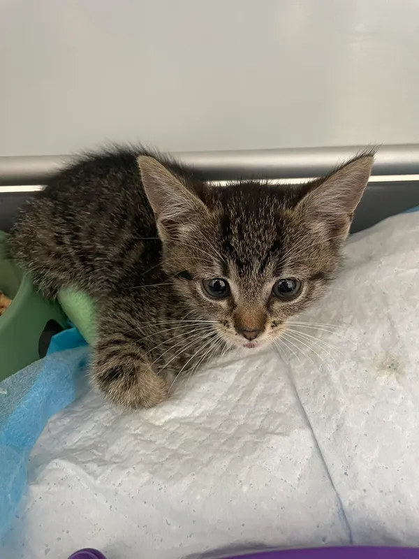 Kot do adopcji, Kielce, 29 lipca 2024