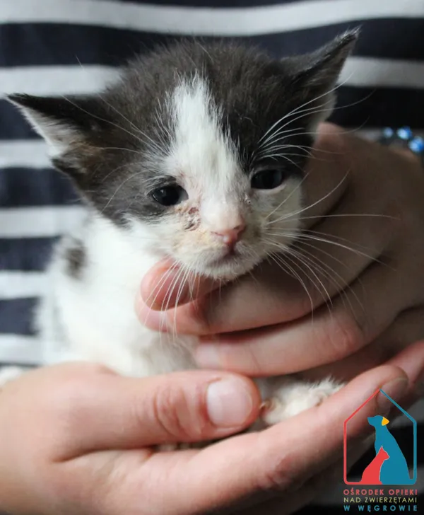 Kot do adopcji, Węgrowo, 6 lipca 2024