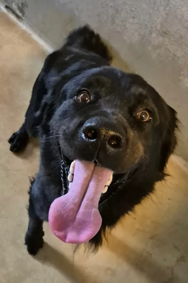 Znaleziono psa, Lublin, 28 lipca 2024