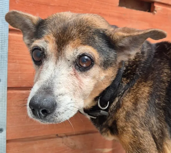 Znaleziono psa, Lublin, 28 lipca 2024