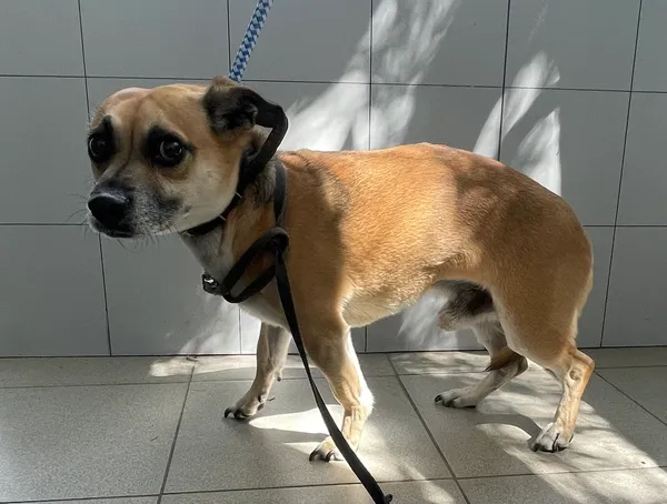 Znaleziono psa, Lublin, 29 lipca 2024