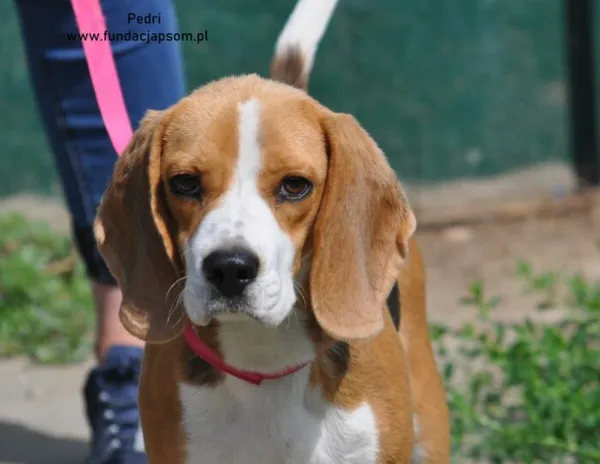 Pies do adopcji, Nowy Dwór Mazowiecki, 29 lipca 2024 (1/5)