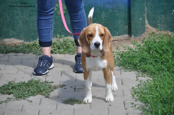 Pies do adopcji, Nowy Dwór Mazowiecki, 29 lipca 2024 (4/5)