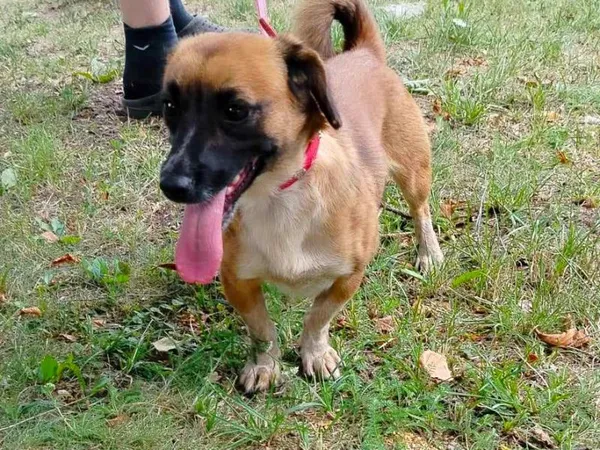 Pies do adopcji, Pawłowo, 29 lipca 2024 (1/3)