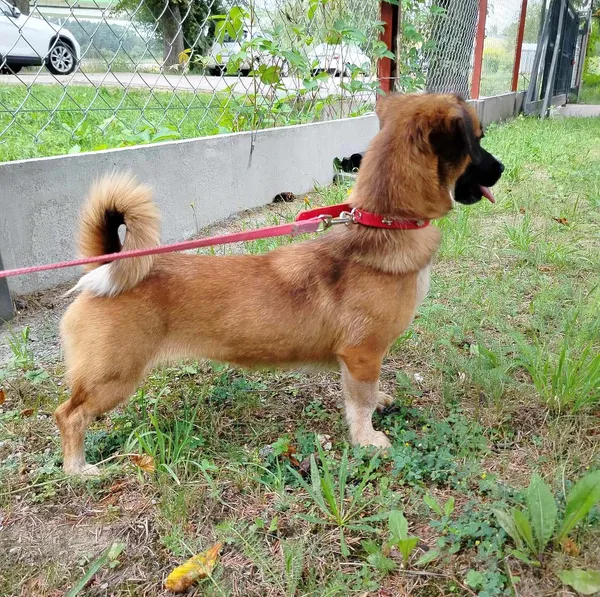 Pies do adopcji, Pawłowo, 29 lipca 2024 (2/3)