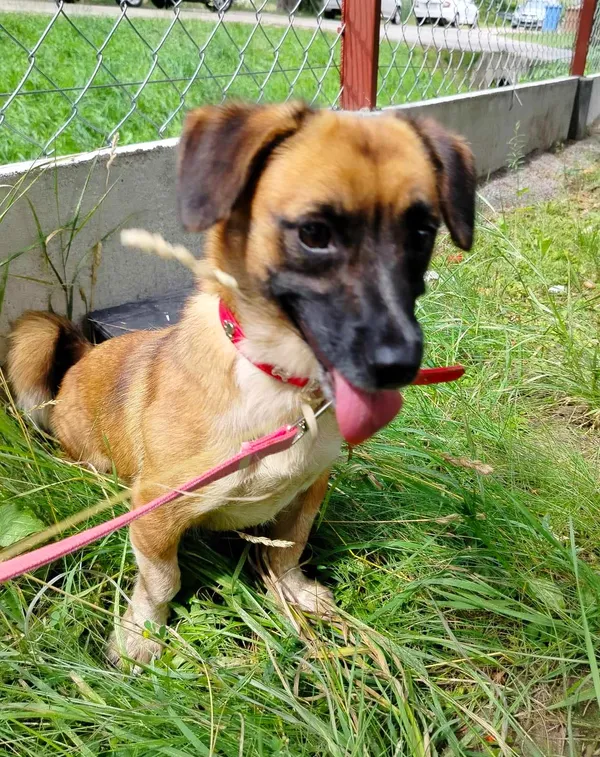 Pies do adopcji, Pawłowo, 29 lipca 2024 (3/3)